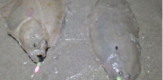 Pêche du poisson plat dans le Nord