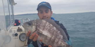 Pêche de la dorade grise ou griset.