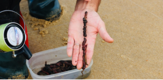 Les appâts surfcasting des Hauts-de-France