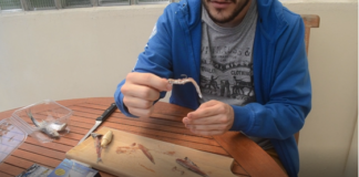 Comment préparer les sardines pour la pêche en mer