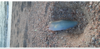 La pêche au rason le “sultan des fonds sableux”