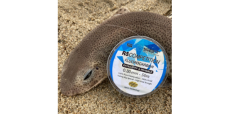 La pêche de la roussette en hiver