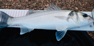 La réglementation surfcasting dans les Hauts-de-France