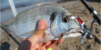 Choisir ses perles flottantes en fonction du poisson
