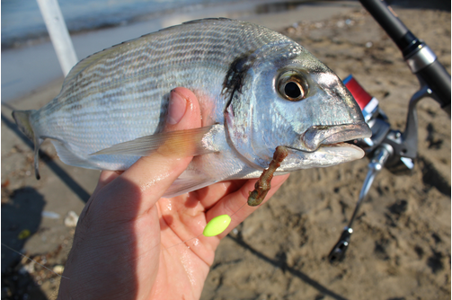 Choisir ses perles flottantes en fonction du poisson - Sunset Fishing