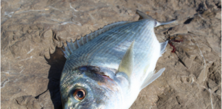 Daurade royale en digue.