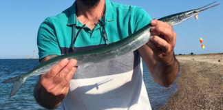 Focus sur l’Orphie ! Un poisson à chercher l’été !