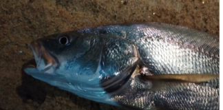 LE MAIGRE EN SURFCASTING