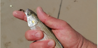 Une pêche ludique, le mulet en bord de mer.
