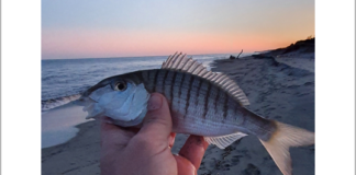 Réussir sa sortie de surfcasting en méditerranée