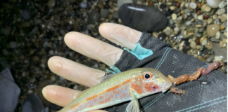 Se préparer pour le surfcasting hivernal