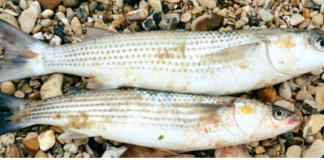 La pêche du mulet en période estivale.