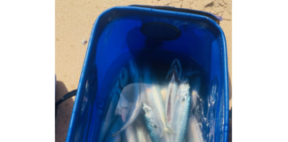 LA PÊCHE DU MAQUEREAU SUR L ILE D OLÉRON