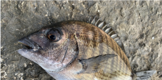 Pêche au toc en mer