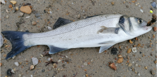 “Le bar en bord de mer sur la côte Vendéenne”