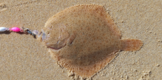 COMMENT PÊCHER LE TURBOT EN ATLANTIQUE ?