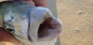 LES GROS SARS EN SURFCASTING.