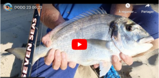 La royale dans le bassin d’Arcachon