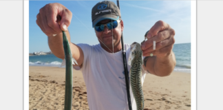 Découvrir la pêche des poissons bleus