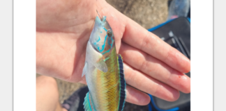 Sortie de pêche à la roche sur la rive sud d’Ajaccio