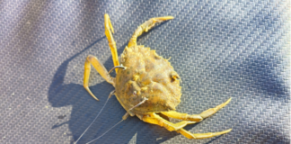 LES DIFFÉRENTS APPÂTS EN SURFCASTING