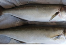 Pêcher les prédateurs du bord en Méditerranée