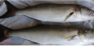 Pêcher les prédateurs du bord en Méditerranée